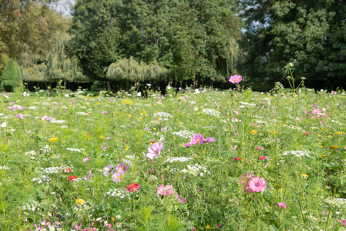 Sustainable events in Ashford.